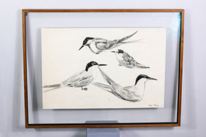 sketch "seagulls" by Leif Rydeng