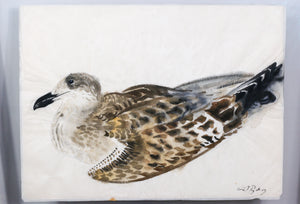 drawing "seagull" by Leif Rydeng